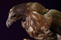 鳳頭蒼鷹藏品圖，第2張